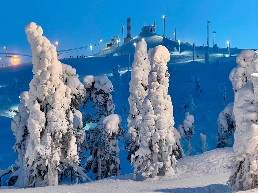 Snow-laden spruce trees at blue hour with the floodlit Ruka ski piste behind, Finnish Lapland. Photo: Joel Willans