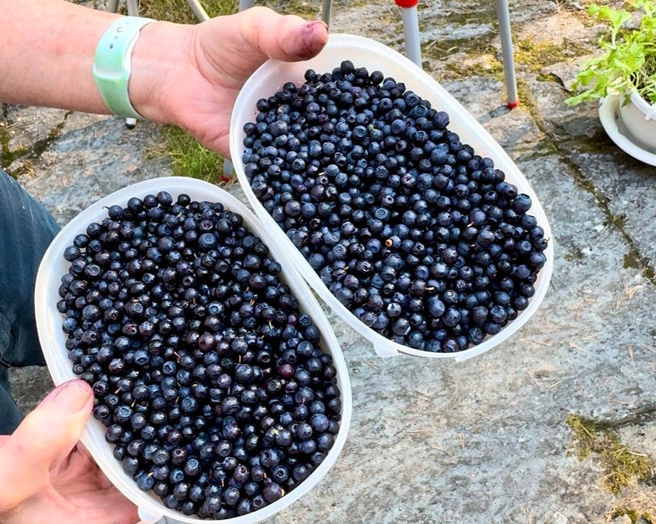 Two punnets of freshly picked Finnish blueberries held up over a granite rock