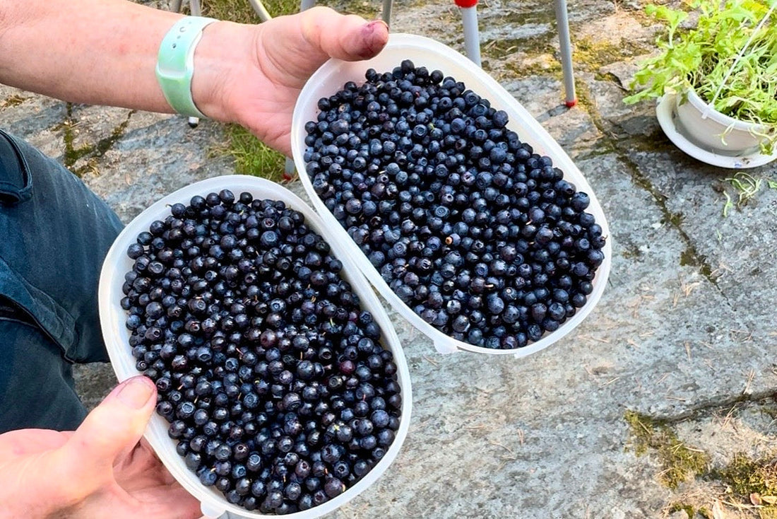 Freshly picked wild Finnish blueberries in a bucket on a forest floor, photo by Joel Willans