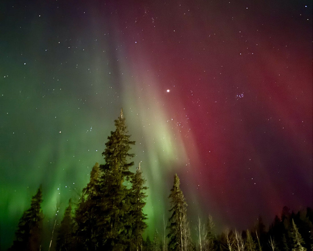 Green and red aurora borealis filling the sky above spruce trees at Yllas in Finnish Lapland. Photo: Joel Willans