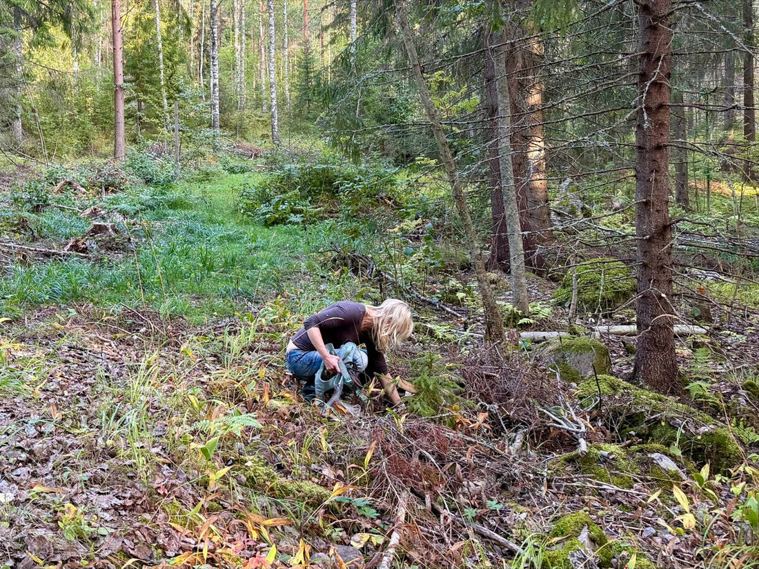 A woman foraging alone on the mossy floor of a Finnish forest, the whole place to herself. Photo: Joel Willans