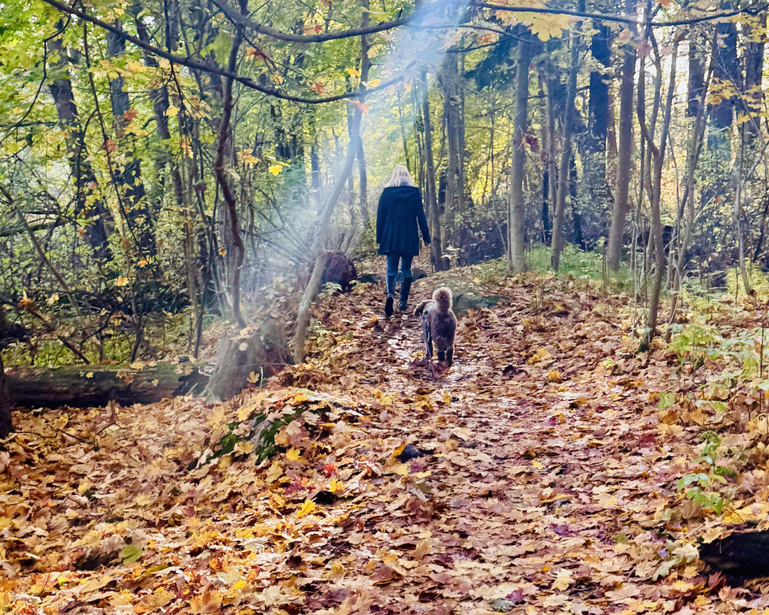 Woman and a brown dog walking a leaf-covered forest path in full ruska colour in Finland