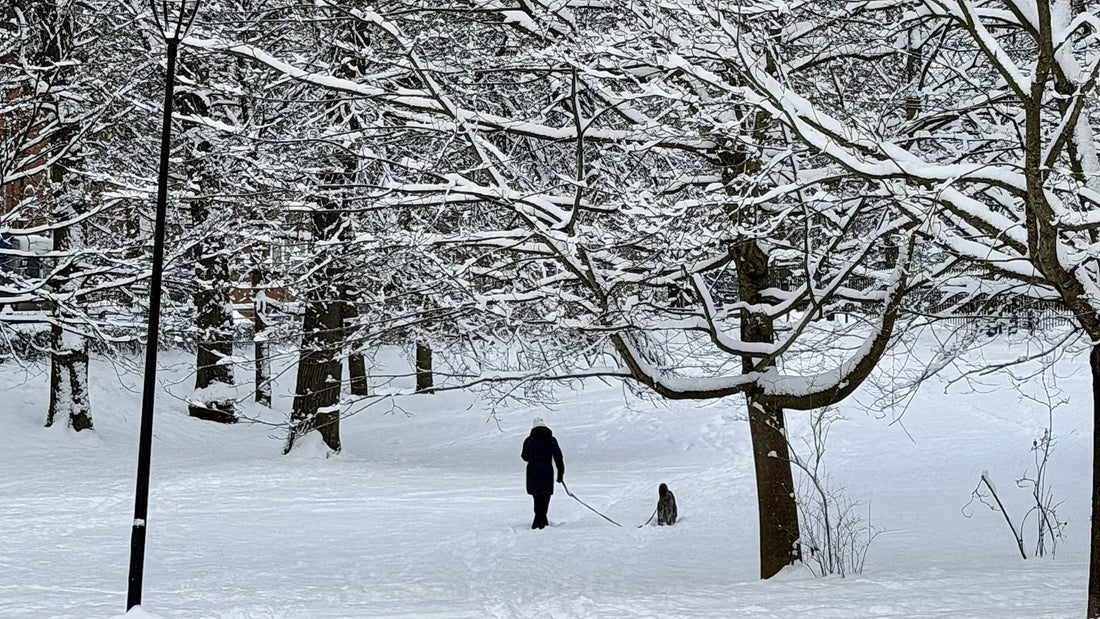 Frost-covered Finnish man's face and beard in winter, the visual for Finnish silence and small talk